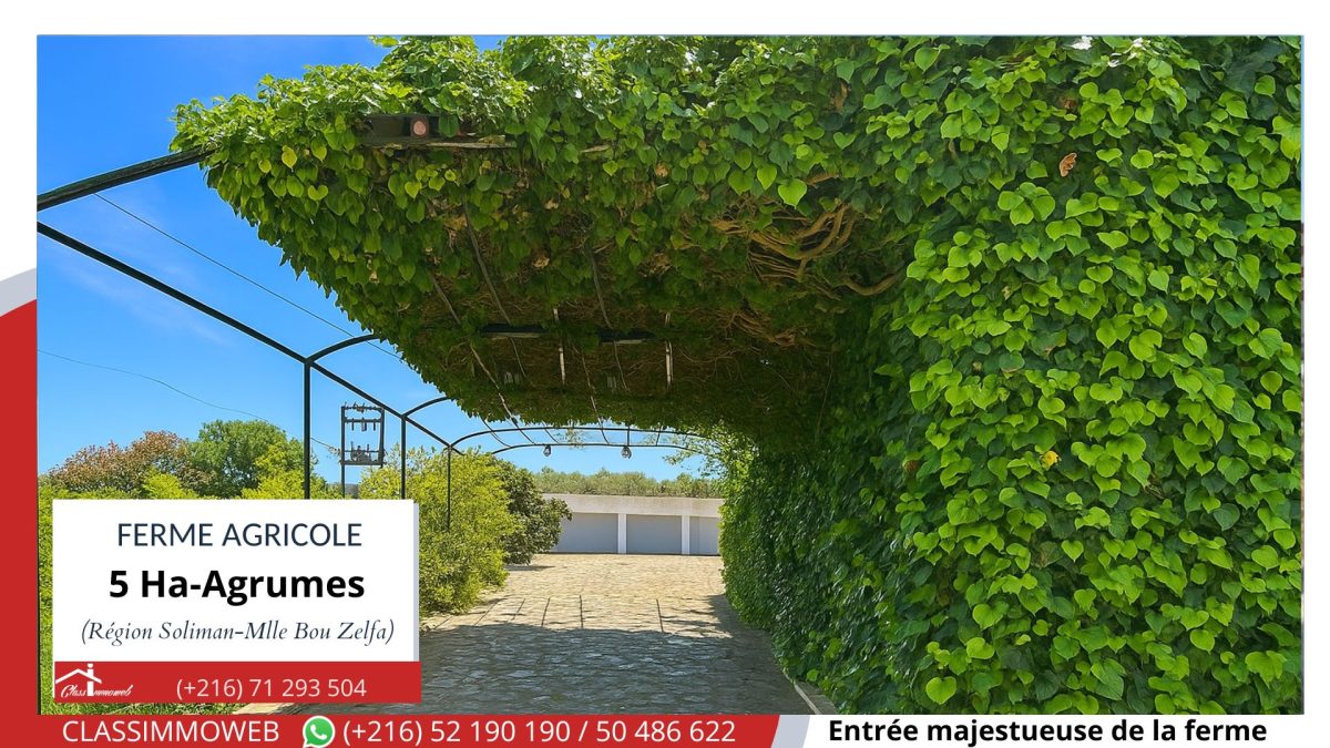 Ferme Agricole d’Agrumes à Soliman Menzel Bou Zelfa (5 ha)